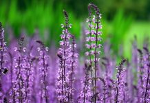 Plantas exigem cuidados específicos conforme o ambiente