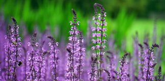 Plantas exigem cuidados específicos conforme o ambiente