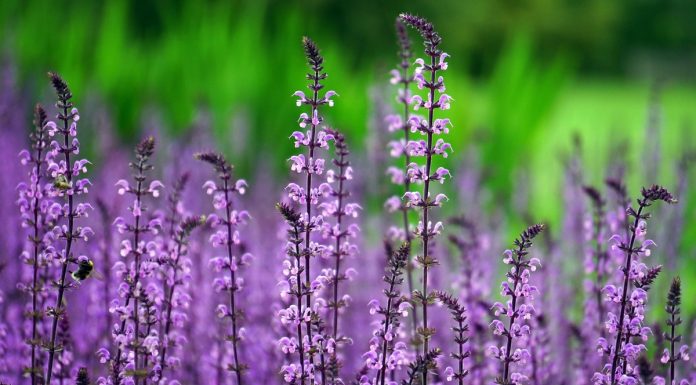 Plantas exigem cuidados específicos conforme o ambiente