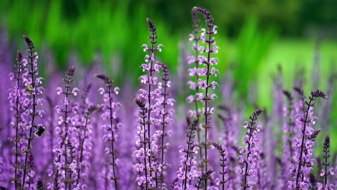Plantas exigem cuidados específicos conforme o ambiente Plantas exigem cuidados específicos conforme o ambiente