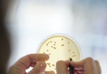 Probióticos em vez de antibióticos na produção animal