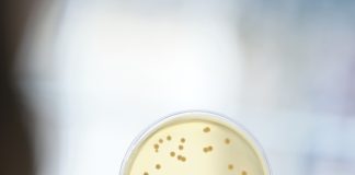 Probióticos em vez de antibióticos na produção animal Probióticos em vez de antibióticos na produção animal