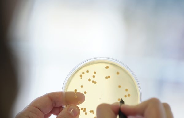 Probióticos em vez de antibióticos na produção animal