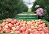 Umidade e a temperatura ameaçam exportação de alimentos Umidade e a temperatura ameaçam exportação de alimentos