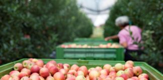 Umidade e a temperatura ameaçam exportação de alimentos Umidade e a temperatura ameaçam exportação de alimentos