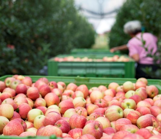 Umidade e a temperatura ameaçam exportação de alimentos