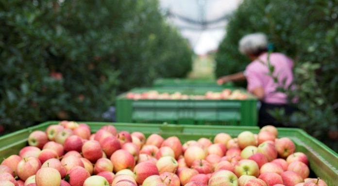 Umidade e a temperatura ameaçam exportação de alimentos