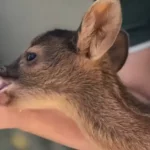 Centros de reabilitação de animais silvestres serão instalados em Botucatu e mais quatro cidades no interior de SP