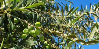 Produção de azeitonas na Califórnia otimiza a importação