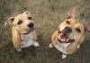 Elanco trata mais de 2 milhões de cães com Zenrelia