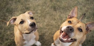 Elanco trata mais de 2 milhões de cães com Zenrelia Elanco trata mais de 2 milhões de cães com Zenrelia