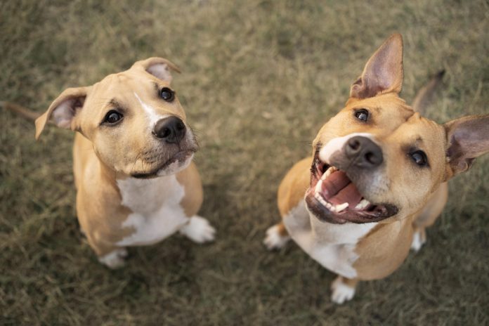 Elanco trata mais de 2 milhões de cães com Zenrelia Elanco trata mais de 2 milhões de cães com Zenrelia