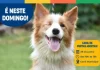 Botucatu: Adotar um animal pode melhorar a rotina e a saúde emocional em várias fases da vida