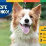 Botucatu: Adotar um animal pode melhorar a rotina e a saúde emocional em várias fases da vida