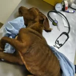 Cadela é resgatada em ação conjunta da DEPA e Departamento de Proteção Animal