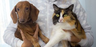 Medicamento pet vira verbo em nova campanha da Elanco Medicamento pet vira verbo em nova campanha da Elanco
