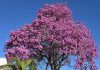 Inverno ganha tons de rosa com a florada dos ipês em Botucatu; saiba qual a sequência de cores