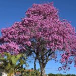 Inverno ganha tons de rosa com a florada dos ipês em Botucatu; saiba qual a sequência de cores