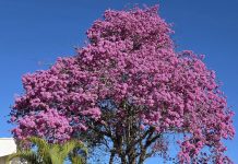 Inverno ganha tons de rosa com a florada dos ipês em Botucatu; saiba qual a sequência de cores