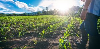 Novo El Niño reforça importância da gestão de riscos no agro