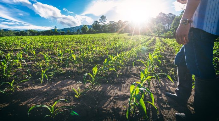 Novo El Niño reforça importância da gestão de riscos no agro