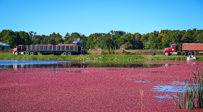 Cranberries incrementam a economia nacional