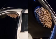 Botucatu: Carro vira abrigo de enxame de abelhas após ser deixado aberto
