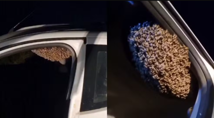 Botucatu: Carro vira abrigo de enxame de abelhas após ser deixado aberto