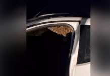 Trabalhadores deixam veículo aberto e encontram enxame de abelhas em Botucatu; veja como evitar riscos