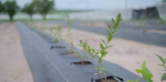Golden Agro inicia colheita de mirtilos e aprova expansão