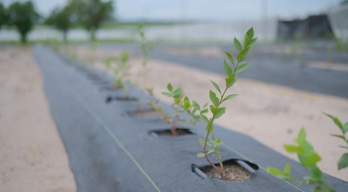 Golden Agro inicia colheita de mirtilos e aprova expansão Golden Agro inicia colheita de mirtilos e aprova expansão