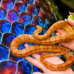 Museu Toca das Cobras tem programação gratuita de férias em Botucatu até 31 de julho