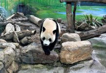 Taiwan reúne atrações para viagens em família com crianças Taiwan reúne atrações para viagens em família com crianças