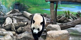 Taiwan reúne atrações para viagens em família com crianças