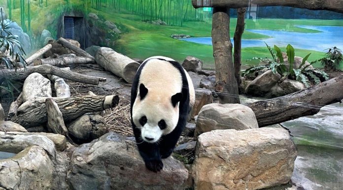 Taiwan reúne atrações para viagens em família com crianças
