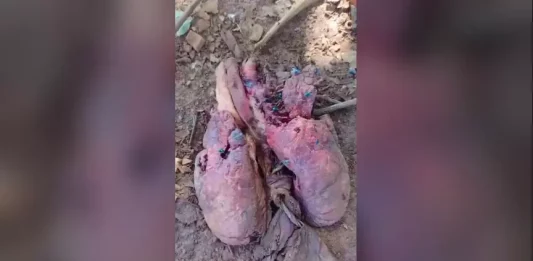 Polícia Civil de Botucatu investiga origem de órgão encontrado em quintal da região
