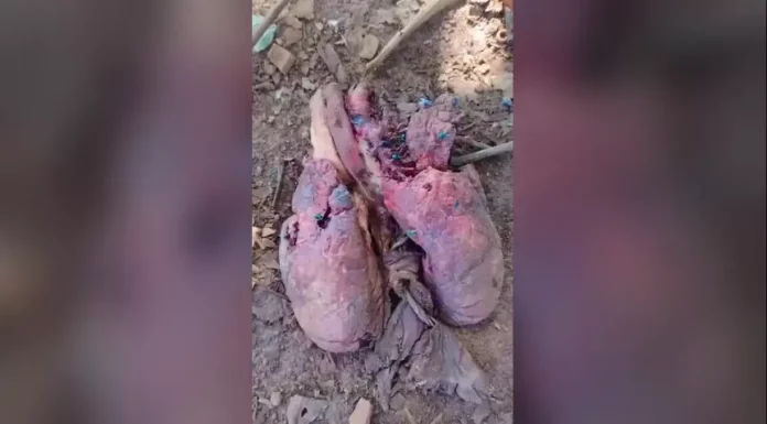 Polícia Civil de Botucatu investiga origem de órgão encontrado em quintal da região