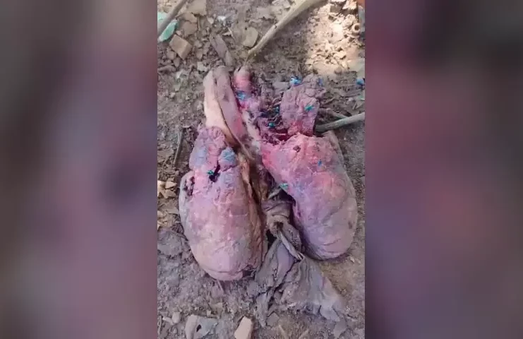 Polícia Civil de Botucatu investiga origem de órgão encontrado em quintal da região
