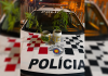 Após denunciar agressões, mulher mostra à polícia pés de maconha cultivados em casa