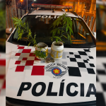Após denunciar agressões, mulher mostra à polícia pés de maconha cultivados em casa