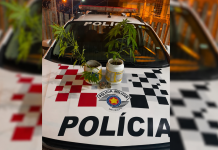 Após denunciar agressões, mulher mostra à polícia pés de maconha cultivados em casa