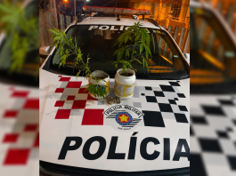 Após denunciar agressões, mulher mostra à polícia pés de maconha cultivados em casa