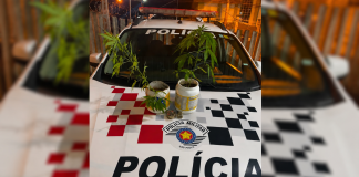 Após denunciar agressões, mulher mostra à polícia pés de maconha cultivados em casa