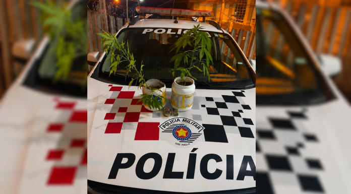 Após denunciar agressões, mulher mostra à polícia pés de maconha cultivados em casa