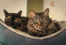 Elanco lança tratamento oral diário para diabetes felina Elanco lança tratamento oral diário para diabetes felina