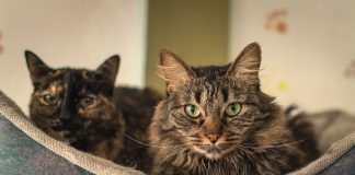 Elanco lança tratamento oral diário para diabetes felina Elanco lança tratamento oral diário para diabetes felina