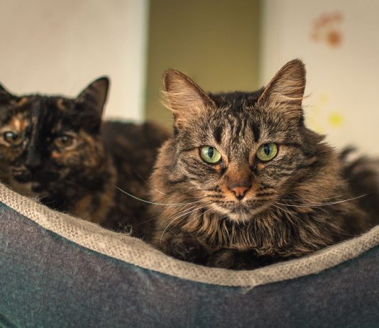 Elanco lança tratamento oral diário para diabetes felina