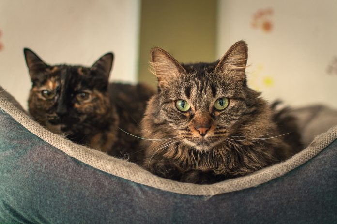 Elanco lança tratamento oral diário para diabetes felina Elanco lança tratamento oral diário para diabetes felina