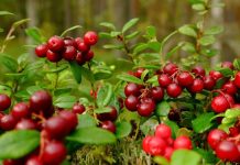 Cranberry: uma fruta repleta de benefícios para a saúde