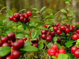 Cranberry: uma fruta repleta de benefícios para a saúde